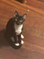 Lost Male Cat last seen 72nd and Elmwood, Philadelphia, PA 19142