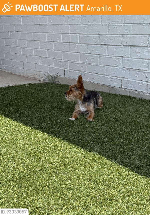 Found/Stray Male Dog last seen Athens st and farmers ave, Amarillo, TX 79118