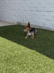 Found/Stray Male Dog last seen Athens st and farmers ave, Amarillo, TX 79118