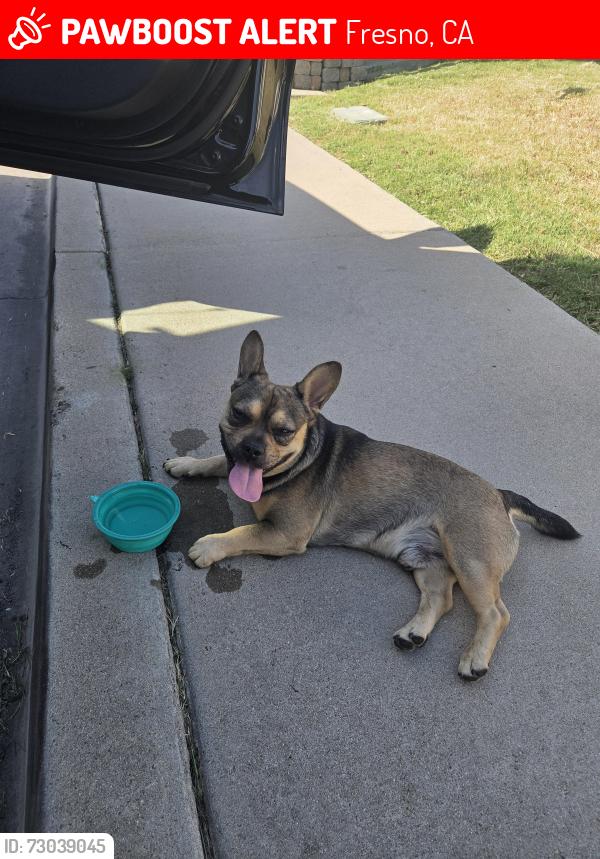 Lost Male Dog last seen Martin Park Lowell district, Fresno, CA 93701