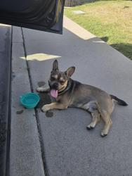 Lost Male Dog last seen Martin Park Lowell district, Fresno, CA 93701