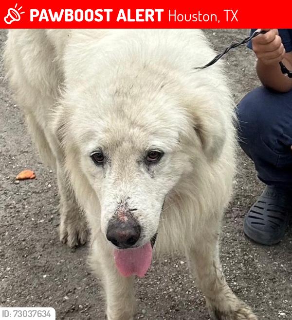 Lost Male Dog last seen GREEN RIVER , Houston, TX 77044