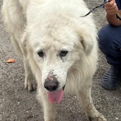 Lost Male Dog last seen GREEN RIVER , Houston, TX 77044