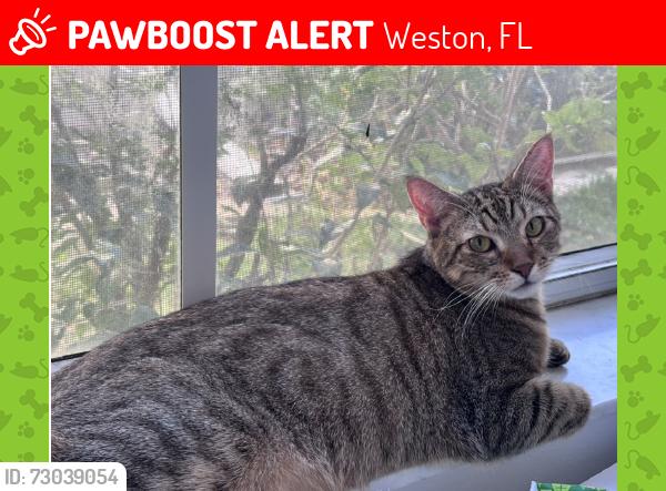 Lost Male Cat last seen Neares Pool The Falls, Weston, FL 33327