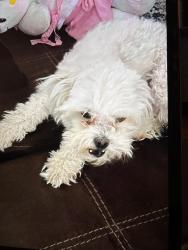 Lost Female Dog last seen Near Shelley ave, Colorado Springs, CO 80910