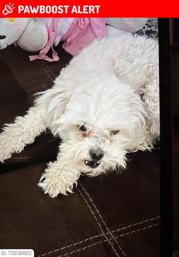 Lost Female Dog last seen Near Shelley ave, Colorado Springs, CO 80910