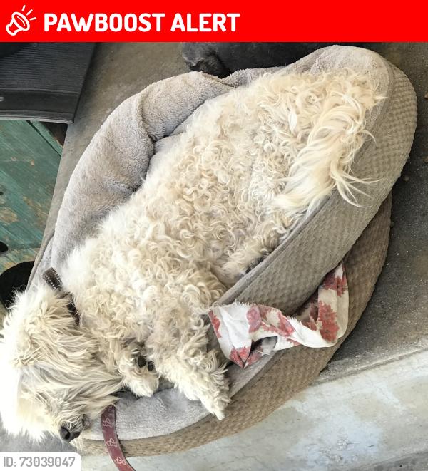 Lost Female Dog last seen Hubbard ave Whittier Blvd ., East Los Angeles, CA 90022