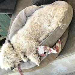 Lost Female Dog last seen Hubbard ave Whittier Blvd ., East Los Angeles, CA 90022