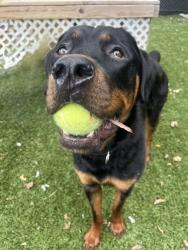 Shelter Stray Male Dog last seen near Hilton Parkway, 21216, MD, 301 Stockholm St, Baltimore, MD 21230, USA