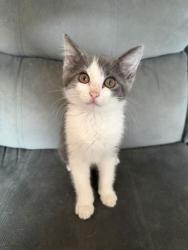 Shelter Stray Female Cat last seen Near Mathews St., 21218, MD, 301 Stockholm St, Baltimore, MD 21230, USA