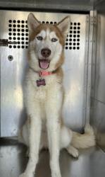 Shelter Stray Female Dog last seen Near Las Vegas Trl, West District, TX, 355 Hillshire Dr, Haslet, TX 76052, USA