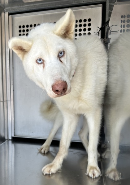 Shelter Stray Male Dog last seen Near Las Vegas Trl, West District, TX, 355 Hillshire Dr, Haslet, TX 76052, USA