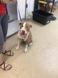 Shelter Stray Male Dog last seen Near Conroy St, South District, TX, 355 Hillshire Dr, Haslet, TX 76052, USA