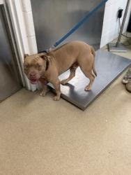 Shelter Stray Male Dog last seen , South District, TX, 355 Hillshire Dr, Haslet, TX 76052, USA