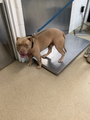 Shelter Stray Male Dog last seen , South District, TX, 355 Hillshire Dr, Haslet, TX 76052, USA