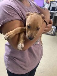 Shelter Stray Female Dog last seen , , TX, 355 Hillshire Dr, Haslet, TX 76052, USA