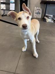 Shelter Stray Female Dog last seen Hyacinth, 75181, TX, 1650 Gross Rd, Mesquite, TX 75149, USA