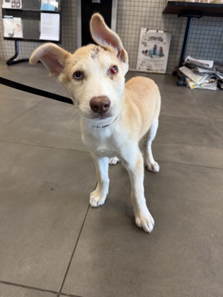 Shelter Stray Female Dog last seen Hyacinth, 75181, TX, 1650 Gross Rd, Mesquite, TX 75149, USA