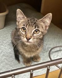 Shelter Stray Female Cat last seen , , TX, 355 Hillshire Dr, Haslet, TX 76052, USA