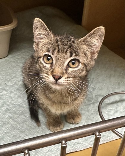 Shelter Stray Female Cat last seen , , TX, 355 Hillshire Dr, Haslet, TX 76052, USA
