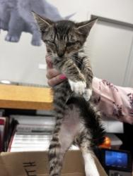 Shelter Stray Male Cat last seen Near Whit, 75150, TX, 1650 Gross Rd, Mesquite, TX 75149, USA