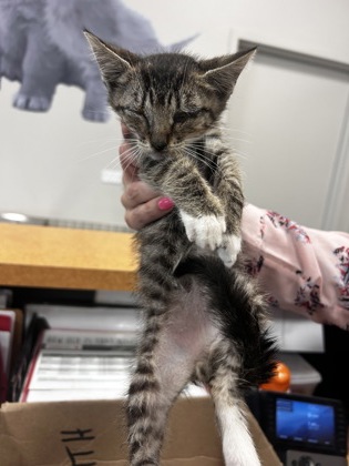 Shelter Stray Male Cat last seen Near Whit, 75150, TX, 1650 Gross Rd, Mesquite, TX 75149, USA