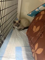 Shelter Stray Unknown Cat last seen lisa, City of Alvarado, TX, 602 S Pkwy Dr, Alvarado, TX 76009, USA