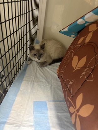 Shelter Stray Unknown Cat last seen lisa, City of Alvarado, TX, 602 S Pkwy Dr, Alvarado, TX 76009, USA