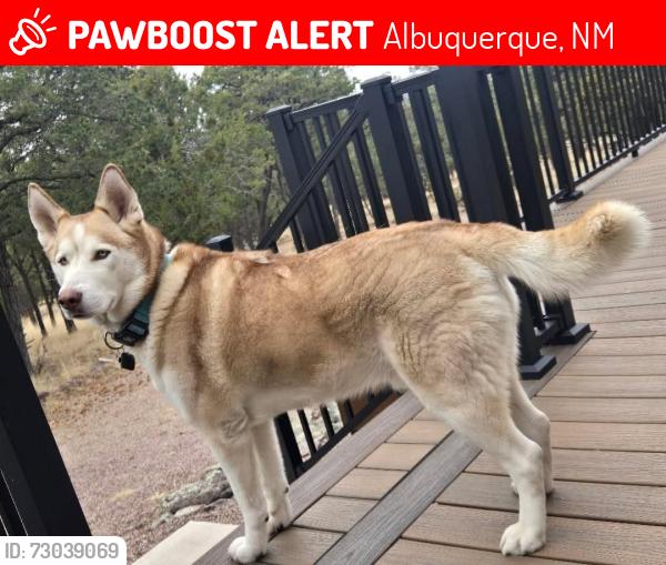 Lost Male Dog last seen West side abq, Albuquerque, NM 87105