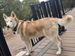 Lost Male Dog last seen West side abq, Albuquerque, NM 87105