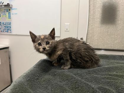 Shelter Stray Female Cat last seen E 47th St & Skiles Ave, KCMO, 64129, 64129, MO, 7077 Elmwood Ave, Kansas City, MO 64132, USA