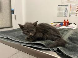 Shelter Stray Male Cat last seen E 47th St & Skiles Ave, KCMO, 64129, 64129, MO, 7077 Elmwood Ave, Kansas City, MO 64132, USA