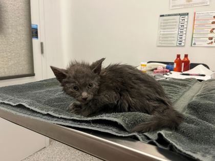 Shelter Stray Male Cat last seen E 47th St & Skiles Ave, KCMO, 64129, 64129, MO, 7077 Elmwood Ave, Kansas City, MO 64132, USA