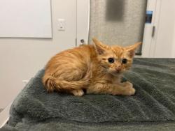 Shelter Stray Male Cat last seen E 47th St & Skiles Ave, KCMO, 64129, 64129, MO, 7077 Elmwood Ave, Kansas City, MO 64132, USA