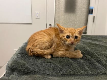 Shelter Stray Male Cat last seen E 47th St & Skiles Ave, KCMO, 64129, 64129, MO, 7077 Elmwood Ave, Kansas City, MO 64132, USA