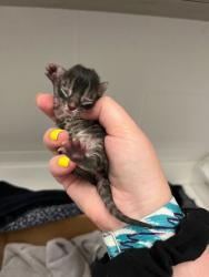 Shelter Stray Female Cat last seen 103rd and N Marsh Ave, KCMO, 64157, 64157, MO, 7077 Elmwood Ave, Kansas City, MO 64132, USA