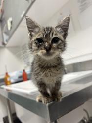 Shelter Stray Male Cat last seen Near foothill blvd, Oakland, CA, 1101 29th Ave, Oakland, CA 94601, USA