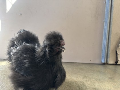 Shelter Stray Male Chicken last seen , , CA, 1101 29th Ave, Oakland, CA 94601, USA