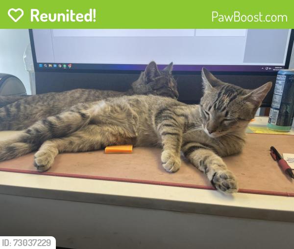 Reunited Female Cat last seen Commerce Ave & 282nd St, Worthing, SD 57077