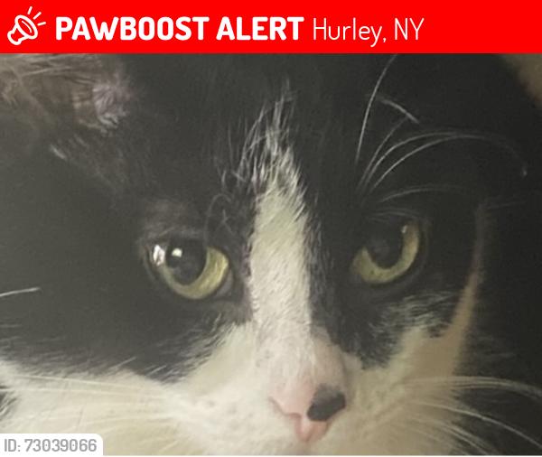 Lost Female Cat last seen Altamont Drive, Hurley, NY 12443