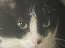 Lost Female Cat last seen Altamont Drive, Hurley, NY 12443