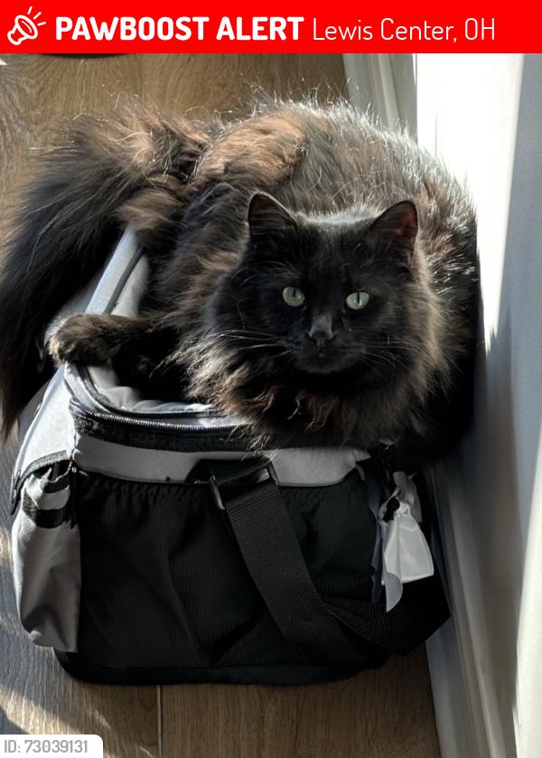 Lost Male Cat last seen Railtimber , Lewis Center, OH 43035