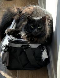 Lost Male Cat last seen Railtimber , Lewis Center, OH 43035