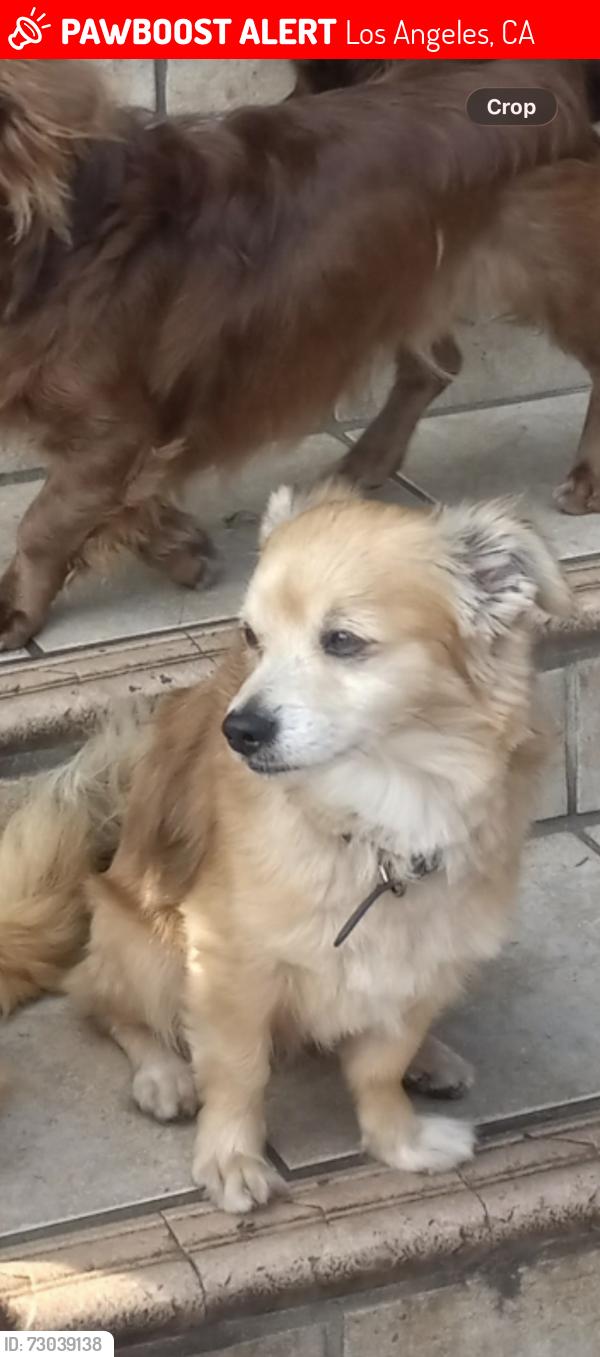 Lost Male Dog last seen Mckinley, Los Angeles, CA 90011