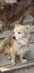 Lost Male Dog last seen Mckinley, Los Angeles, CA 90011