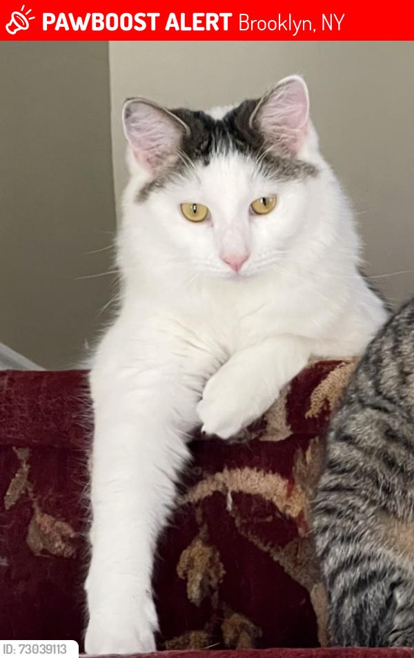 Lost Female Cat last seen Near St, James Place , Brooklyn, NY 11238