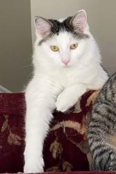 Lost Female Cat last seen Near St, James Place , Brooklyn, NY 11238