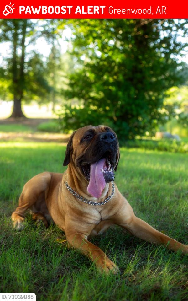 Lost Male Dog last seen Young Ridge Road and HWY 71, Greenwood, AR 72936