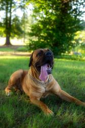 Lost Male Dog last seen Young Ridge Road and HWY 71, Greenwood, AR 72936