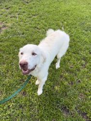 Found/Stray Male Dog last seen Ferguson/Gus Thomasson, Dallas, TX 75218